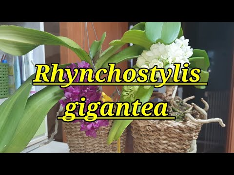 Видео: Rhynchostylis gigantea описание и уход.