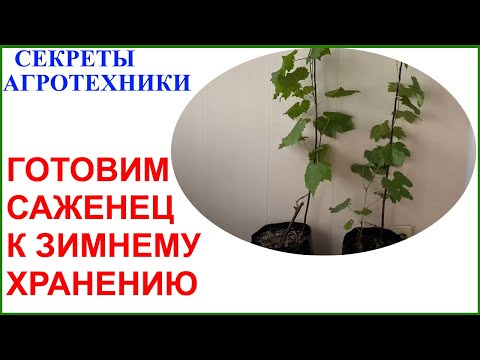 Видео: Переводим домашний саженец в состояние зимнего покоя.