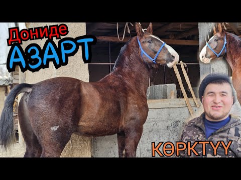 Видео: САТЫЛДЫ АЗАРТ