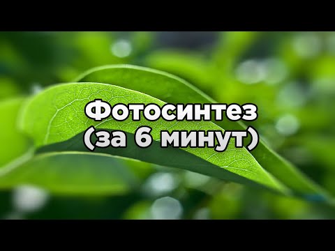 Видео: Фотосинтез за 6 минут (даже меньше)