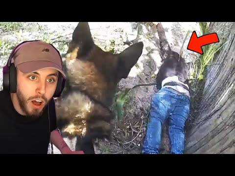 Видео: Самые безумные задержания и захваты полицейских собак K9, снятые на камеру