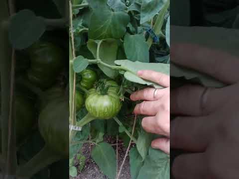 Видео: Обзор моих теплиц на 1 июля 2025 года.