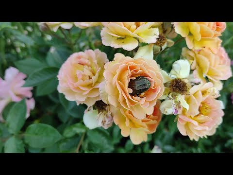 Видео: ЭТО КАКОЙ-ТО КОШМАР! ЖУКИ УНИЧТОЖАЮТ РОЗЫ.БРОНЗОВКА и ОЛЁНКА.КАК И ЧЕМ С НИМИ БОРОТЬСЯ #вредителироз