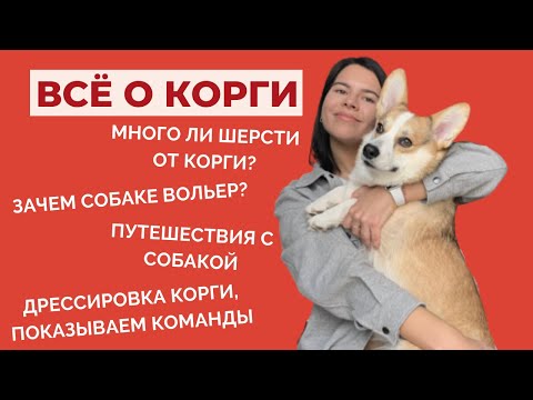 Видео: ВСЁ О КОРГИ: команды, шерсть, как оставлять одного, социализация, путешествия с собакой | Ч.2