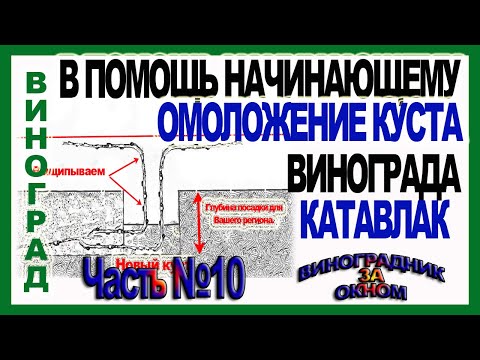 Видео: 🍇 Не корчуйте эти кусты. Как омолодить старый куст винограда. Школа виноградаря. Катавлак. Часть №10