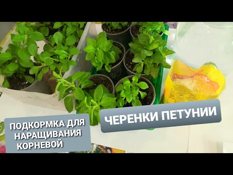 Видео: ПОДКОРМКА ЧЕРЕНКОВ ПЕТУНИИ ПОСЛЕ ПЕРЕВАЛКИ. УДОБРЕНИЕ ДЛЯ ХОРОШЕГО РОСТА КОРНЕВОЙ.ПРИЩИПКА РАСТЕНИЙ.