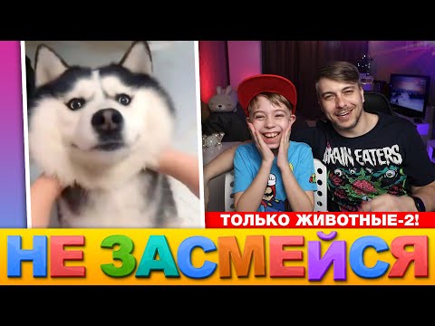 Видео: СМЕХ НА КАРАНТИНЕ! СМЕШНЫЕ ЖИВОТНЫЕ 2 | НЕ ЗАСМЕЙСЯ ЧЕЛЛЕНДЖ | Мамина подборка #26
