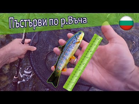 Видео: Риболов на пъстърва по река Въча