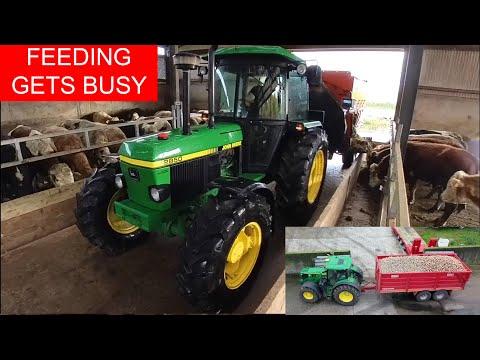 Видео: Кормление становится активным — весь скот загнан