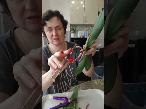 Видео: Это конец эксперимента по содержанию орхидей в открытой системе.