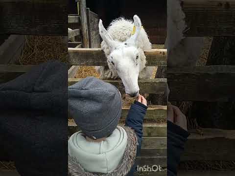 Видео: Зоопарк