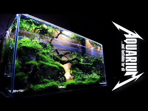 Видео: Заочный стрим с Батей ФФ: ответы на аквариумные вопросы подписчиков