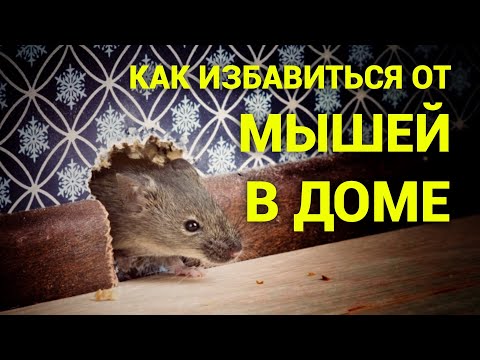 Видео: Как избавиться от мышей в доме. Просто дневник Константиновой.