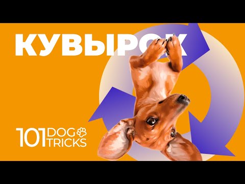 Видео: Как научить собаку кувыркаться 🐩 Трюк Кувырок с нуля