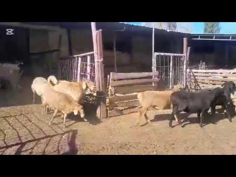 Видео: Жаш койлор сатылат 