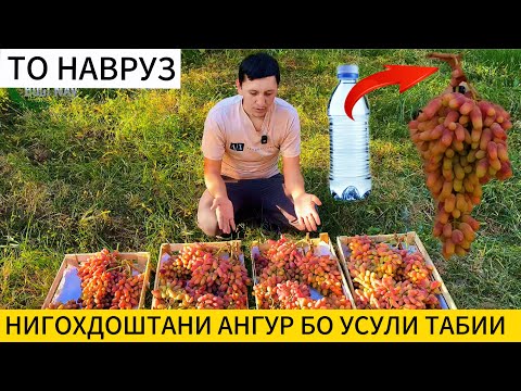 Видео: Нигохдоштани ангур ин корро хама хам ёд намедихад