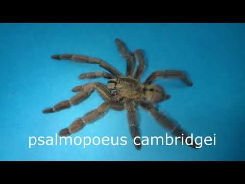 Видео: Ферма пауков. Экскурсия