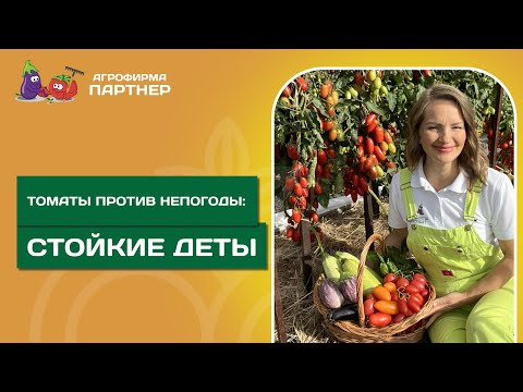 Видео: ТОП ДЕТЕРМИНАНТНЫХ ТОМАТОВ | Выносливые низкорослые гибриды сезона 2025