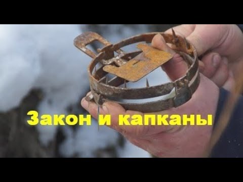 Видео: Ногозахватывающие капканы вне закона??? Нужно знать правила охоты!!!