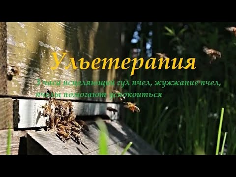 Видео: Ульетерапия, апитерапия Гул Пчел 3 часа исцеляющий гул пчел жужжание пчел пчелы помогают успокоиться