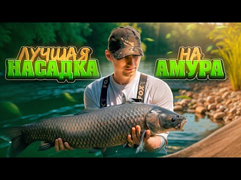 Видео: ЧТО ТВОРИТ ЭТА НАСАДКА. ЛУЧШАЯ ДЛЯ ЛОВЛИ ЧЕРНОГО АМУРА И КАРПА. Рыбалка в Дубовке