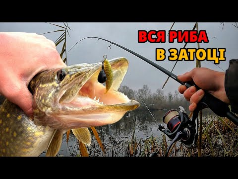 Видео: РИБА ЗБИЛАСЬ у ЗАТОКУ. Знайшли місце - наловили окунів!🎣