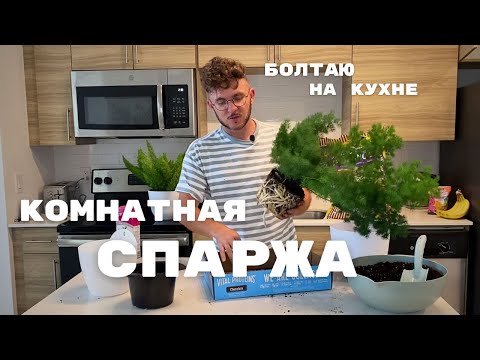 Видео: ПЕРЕСАДКА АСПАРАГУСА