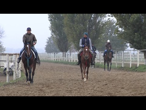 Видео: «Кубанский аграрный клуб». Конезавод