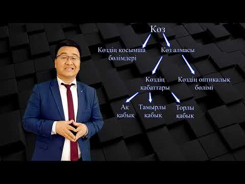 Видео: Канабеков Сымбат Муратаевич  Биология   Көздің құрылысы