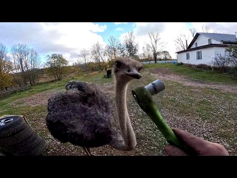 Видео: Бобёр работает и я работаю ! Страус автомеханик ! ХУТОР В ЛЕСУ №864