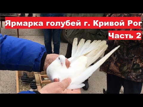 Видео: Ярмарка голубей г. Кривой Рог 24.02.2024. Ч.2