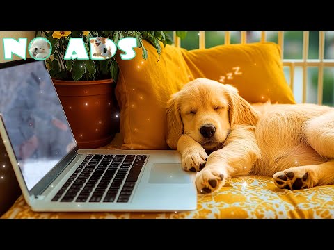 Видео: 🌸 Для собак, борющихся со стрессом и тревогой разлуки 🎶 3 часа исцеляющей музыки для собак 🐶