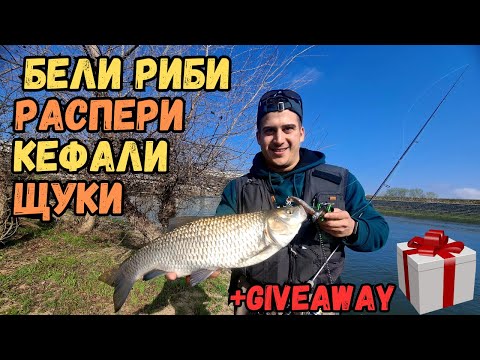 Видео: РЕЧНИ БЕЛИ РИБИ! В търсене на БЕЛИТЕ РИБИ на река, хванахме още няколко ХИЩНИКА!