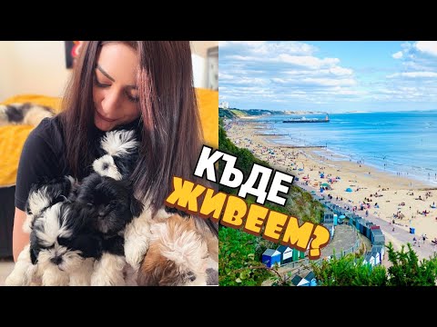 Видео: ВЛОГ18 // Кучето ни роди 5 момиченца ❤ + В кой град живеем в Англия // SPIDER-MAN TATTOO