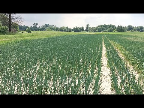 Видео: Як вирости гарний врожай цибулі. Три фактори які можуть негативно влинути на урожай.