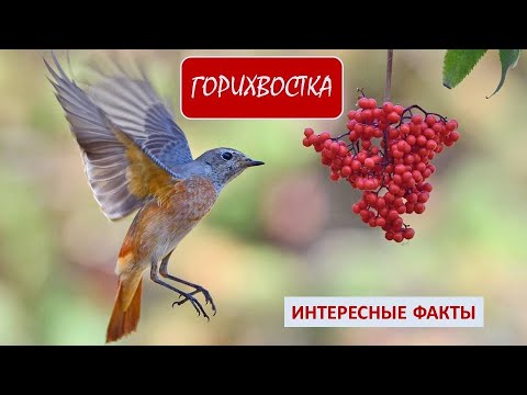 Видео: ГОРИХВОСТКА🐦/Птицы/Животные/Интересные факты