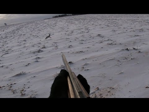 Видео: Классическое тропление зайца-русака
