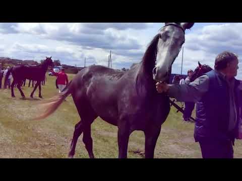 Видео: с. Уйское Челябинской области. Конно - спортивные соревнования 2018г
