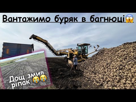 Видео: 72 мм дощу‼️Ріпак поплив 😭😭 Стандартна погода на буряк 🤷‍♂️