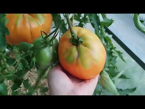 Видео: обзор томата🍅,, жёлтая ракета,, от ,,семена Алтая,, 🍅