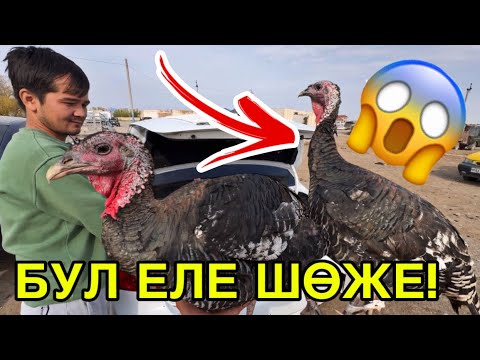 Видео: 40 КГ ТАУЫҚ КӨРДИҢИЗБЕ? 22-ОКТЯБР ҚАРАӨЗЕК ТАУЫҚ БАЗАРЫ БАХАЛАРЫ ӨЗГЕРДИ!