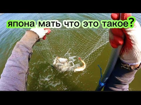 Видео: Зашёл в воду по пояс и посмотрите что вышло. Рыбалка на паук подъемник.#fishing #рыбалка #낚시