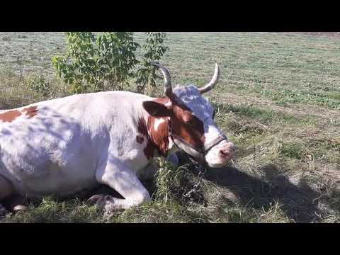Видео: У коровы отекло , но не налилось вымя.