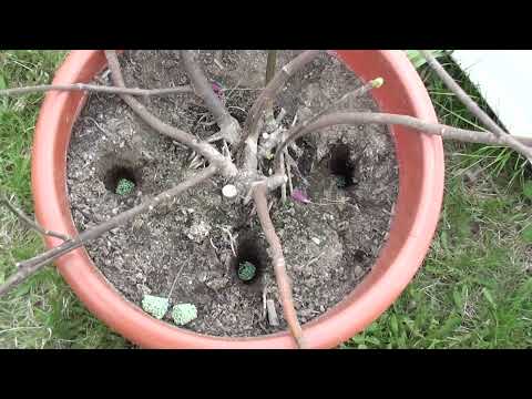 Видео: Инжир и персик в контейнере. Подкормка при выставке