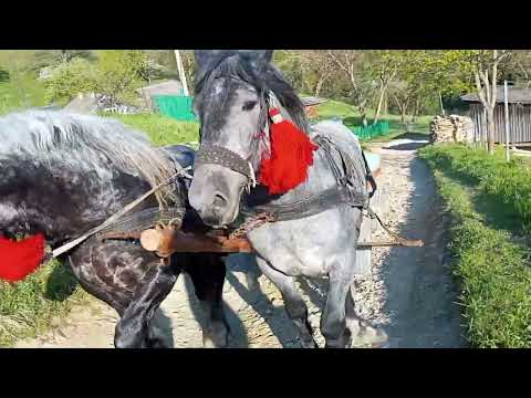 Видео: 🐎🔥ФУНТ і БАГІРА 🐎🔥 запряжені у пару.