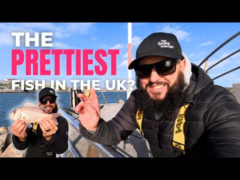 Видео: Как поймать самую красивую рыбу Великобритании | Рыбалка с пирса в Девоне