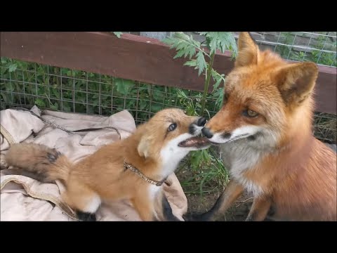 Видео: Лисичка Фокси Фокс в гостях у лисы Василисы