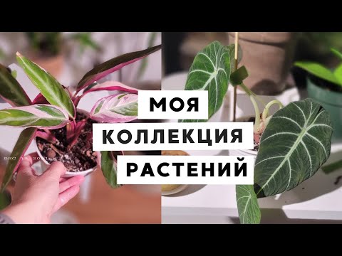 Видео: МОИ КОМНАТНЫЕ РАСТЕНИЯ 🌿 TAG #МОЯ_ЗЕЛЕНАЯ_КОЛЛЕКЦИЯ