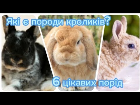 Видео: Які є породи  кроликів ? #кролики #лайк #породи_кроликіа #породи #цікавіфакти #цікаво #вибір