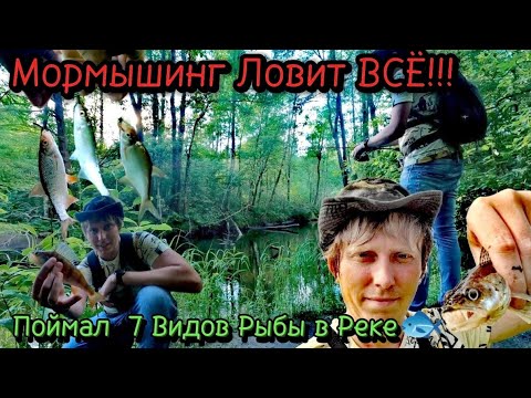 Видео: Мормышинг Ловит ВСЕ!!! Поймал 7 Видов Рыбы в Реке🐟